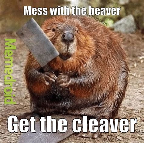 Beaver meme funny. Now that the meme is (kinda) dying down, content creators have focused on a different kind of relationship: that of beavers and their beloved logs. These memes are in no way creative; they basically riff off of both the Moth and Loops memes. Despite the lack of originality, the memes seem to be taking off, especially on Instagram. 