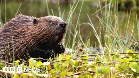 Beaver release ban