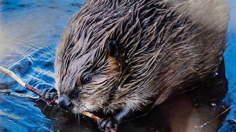 Beaver that attacked girl on Lake Lanier had rabies, Hall County officials say