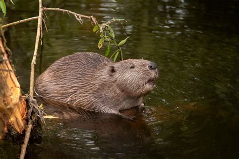 Beavers released into California wild for first time in 7 decades