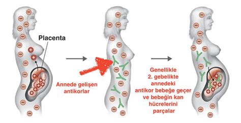 Bebeğin sinirlerinin gelişimini ve kan hücrelerinin oluşumunu etkiler.