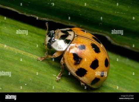 Bebe coccinelle marron.  marron et des articles similaires sur Stylight.  Free returns on yo...