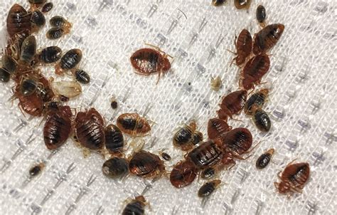 Bed Bug Image Archive