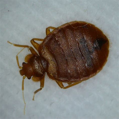 Bed bug