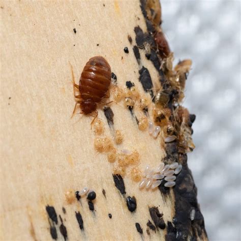 Bed bug eggs on sheets. Dec 22, 2023 · To emulsify the solution, add ½ teaspoon of soap. Shake to combine. Spray your bed, sheets, crevices, walls, and every other place where bed bugs might be hiding, then wipe them down. For neem oil to kill bed bugs, repeat three times a day for the first three days, then begin treating every other day for 18 days. 