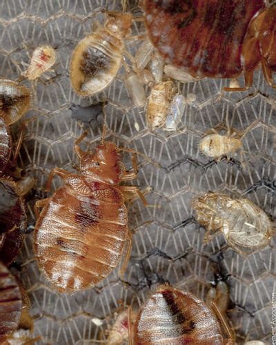 Bed bug exoskeleton. Bed bugs were discovered on an upholstered chair in MCI, leading the airport to close a seating area in Terminal B. We've reported on the dirtiest places in the airport, but still ... 
