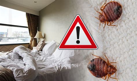 Bed bug hotel. Whether you're in a hotel on vacation or staying with friends, sleeping in an unfamiliar bed takes a little getting used to. You usually manage, but that first night or two can be ... 