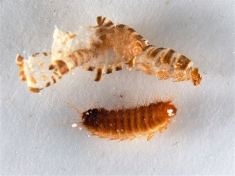 Bed bug larva. Jul 17, 2022 ... Carpet beetles are small, round, and brown and have distinct wings (bed bugs don't have wings). Their larvae (right) resemble furry little ... 