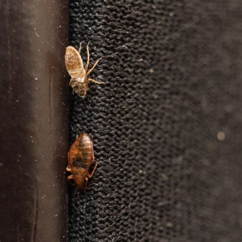 Bed bug molt. They shed skin after each molt, leaving behind another sign of an infestation. Bed bugs change in appearance from egg to nymph (young bedbug) to adult. Bed bugs can live up to 316 days. The time from nymph to adult is 5 to 8 weeks. Eggs take 10 days to hatch. 