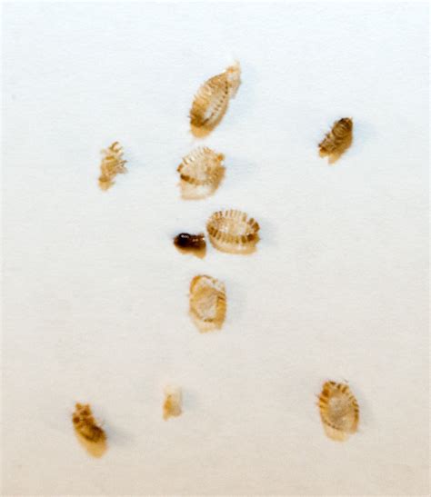 Bed bug moult. What’s a Bed Bug Molt? Bed bugs go through a molting process as they grow and mature. Molting involves shedding the exoskeleton, a hard outer shell that protects their … 
