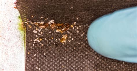 Bed bug nest. 9 min read. What Are Bedbugs? Bedbugs are insects that feed on the blood of animals and humans. Adult bedbugs are reddish-brown, wingless, and about the size of an apple seed. They are flat with... 