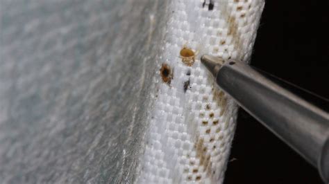 Bed bug shedding. Nov 12, 2022 ... You will find empty egg cases, dead bed bugs, shed skins, and fecal matter around your bed, especially around mattress seams and piping where ... 