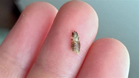 Bed bug shells. Young bed bugs (also called nymphs), in general, are: smaller, translucent or whitish-yellow in color; and. if not recently fed, can be nearly invisible to the naked eye … 