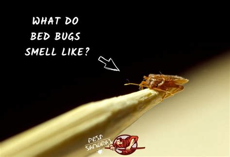 Bed bug smell. Bed bugs have a smell you should look out for. You might even be able to tell if you have an infestation due to the smell. “One of the strongest signs … 