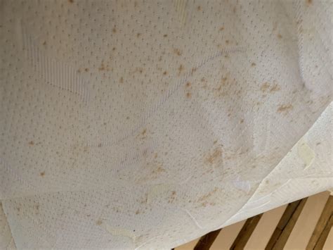 Bed bug stains. Signs of an infestation include bites on the skin, rust-colored stains on sheets, and fecal matter. If you see any signs of bed bugs- such as brown or black stains on your sheets- … 