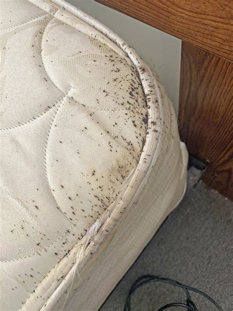 Bed bug stains on mattress. Keep an eye out for tell-tale signs: black/brown spots, fecal stains, eggshells, and a musty odor. Vacuuming and steam cleaning can both be viable methods for removing bed bug eggs/larvae from mattresses - but it's important to take the correct precautions. 