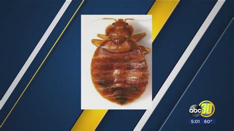 Bed bugs discovered at St. Louis high school