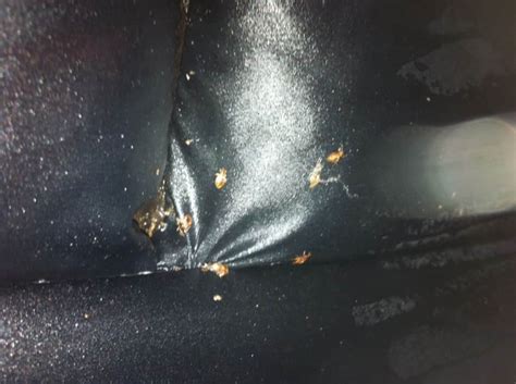 Bed bugs in car. Sep 3, 2018 · But, I have some good news is there are a number of safe and effective treatments to get bed bugs out of your car. The following tips can help keep your car bed bug free, as well as help prevent infestations from developing. Start with Inspection The first step to ensuring a bedbug-free car is to confirm you have an infestation in the first place. 