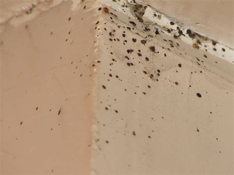 Bed bugs on walls. 