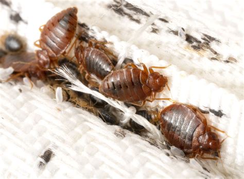 Bedbugs - pest control