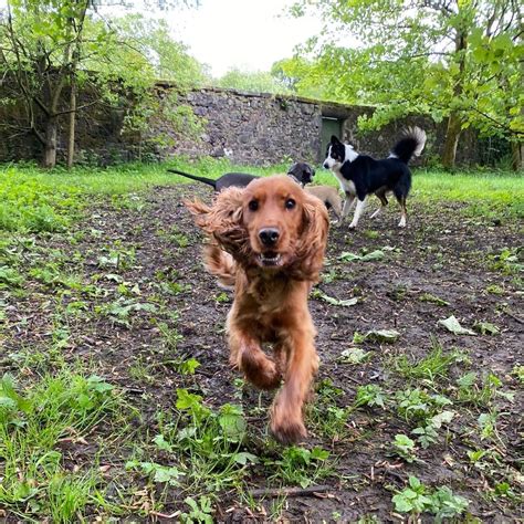 Bedlay Gardens Dog Forest