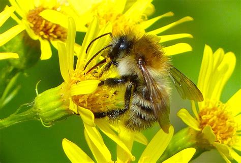 Bee, Bee-fly or Hoverfly? - NearbyWild