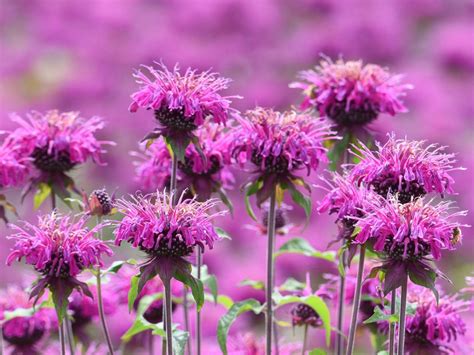 Bee Balm Flower: How to Plant, Grow and Care