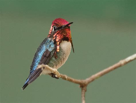 Bee Hummingbird (Mellisuga helenae) - Birds.com