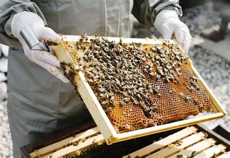 Bee Keeping by The Times Bee Keeper