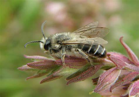 Bee Lieve Nude