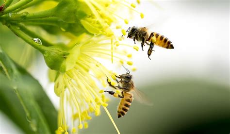 Bee Pollination How Do Bees Pollinate & Why Is It Important? …