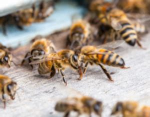 Bee Removal Toronto - Maple Pest Control