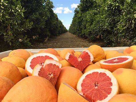 Bee Sweet Citrus Announces Star Ruby Grapefruit Available for …