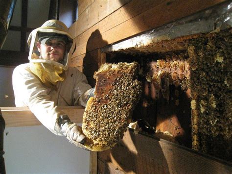 Bee hive removal. Sep 17, 2023 · Removal and ‍Extraction: Post smoking, the hive structure is ⁤carefully removed, ensuring the queen is safely⁤ captured. A specialized bee⁣ vacuum⁢ can ⁣gently⁢ suction bees without harm. Transfer: The bees, ‍including the ⁢queen, are⁢ then⁢ transferred ‍into⁢ a new hive ‌box. Combs containing eggs and ‌larvae are ... 