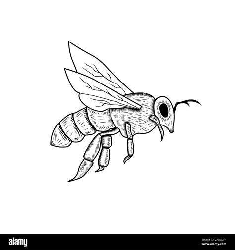 Bee insect and sketch CustomDesigned Illustrations