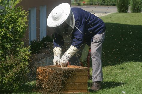 Bee nest removal. Are you dealing with a bee infestation? Bee nest removal can be dangerous, so it's important to call a qualified team to handle the problem quickly. At 3 ... 