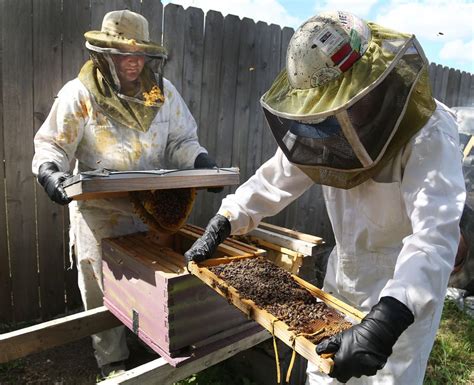 Bee removal cost. The cost for bee removal varies from approximately $170 to $200. The price depends on your location and the location of the bees on your property. This price range is to remove the bees only. If the bees have built honeycomb, the cost is generally more. Call us today for a reliable quote. 