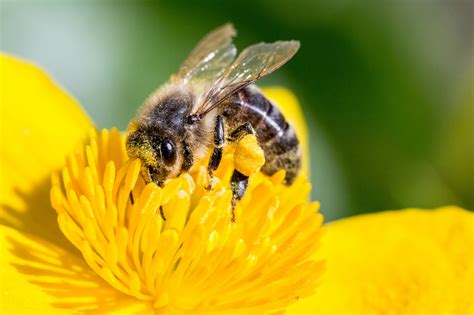 Here are some of the most notable hybrid bee stocks: The Buckfast B