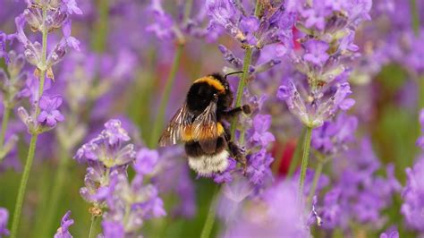 Bee-Friendly Garden: 12 Flowers & Plants That Attract Bees