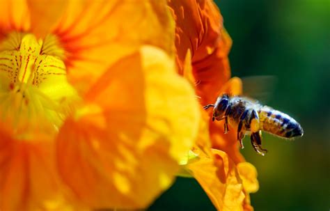 Bee-killing pesticides, common in gardening products, could face new limits in California