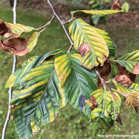 Beech leaf disease: What it is, what to do about it