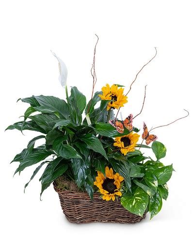 Beechers Florist in Brookfield, WI with Reviews - Yellow Pages