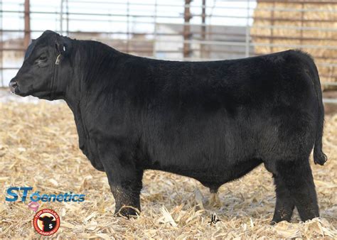 Beef Bull - 551AN01647 - Poss Rawhide - ST gen