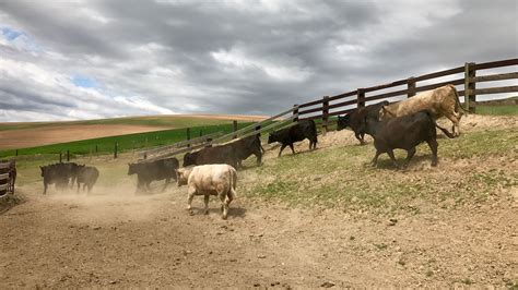 Beef Cattle Animal Agriculture Washington State University