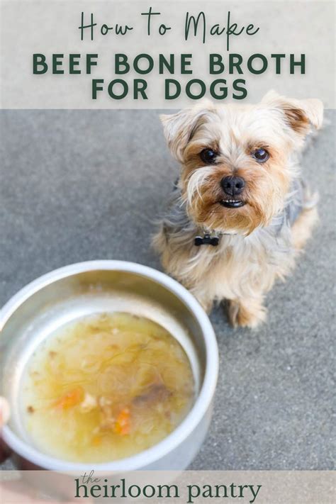 Beef broth for dogs. Beef broth is a flavorful and savory liquid that is made by simmering beef bones, meat, and vegetables in water. It is not only tasty and enticing to dogs, but it … 