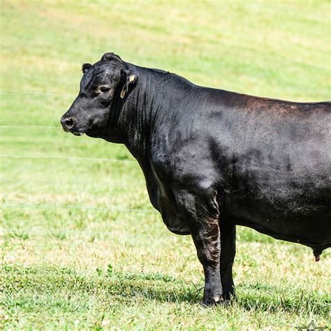 Open Replacement Heifers Registered / Seed Stock - Beef Cattle. Selling Price: $1,200.00. Financial Calculator. Listing Location: Marmaduke, Arkansas 72443. Private Treaty Details. Average Weight: 475 lb. ... State - to find cattle for sale near you; Frame - subdivided into Large, Moderate To Large, Moderate, Small To Moderate, and Small;. Beef cattle for sale near me