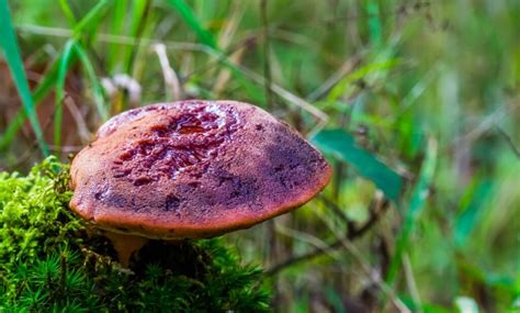 Beefsteak mushroom Definition & Meaning Dictionary.com