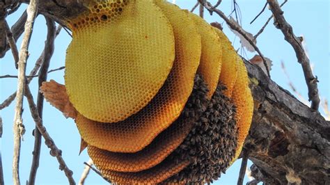 Beehive tree. Things To Know About Beehive tree. 