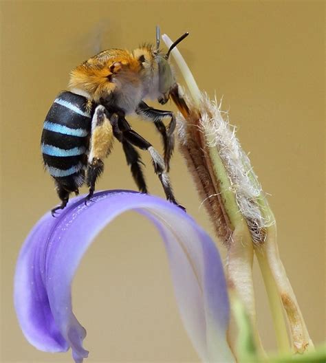 Bees Declared The Most Important Species On Earth