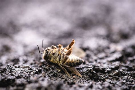 Bees and Climate Change - Asheville Bee Charmer